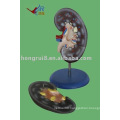 Kidney Anatomy Model, a Kidney model (2 piece )